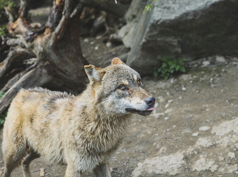 alpha stream 653650020 dynamics